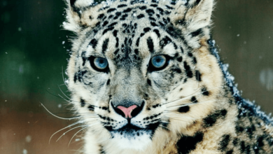 Wallpaper:72c0q-Huof4= Snow Leopard