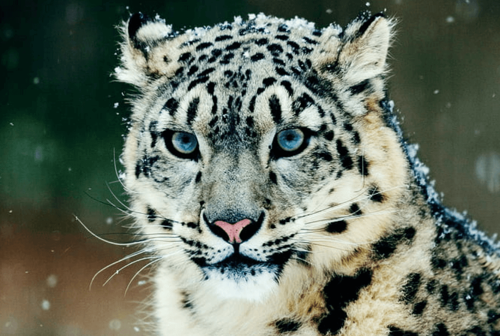 Wallpaper:72c0q-Huof4= Snow Leopard